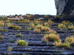 LZ00518 Moss on slate roof in St Fagans.jpg